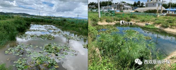 州生态环境局查看勐海县流沙河流域勐海水文站监测断面水污染防治项目
