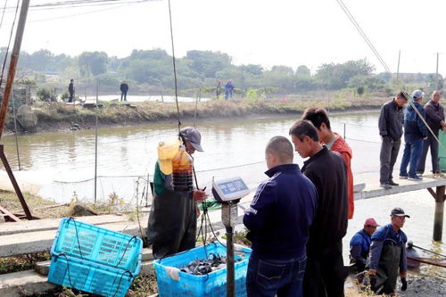 动真格,强制腾退 这里重拳出击开展水产养殖污染整治工作
