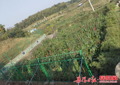 湘阴县六塘乡 利剑行动 推进水污染治理
