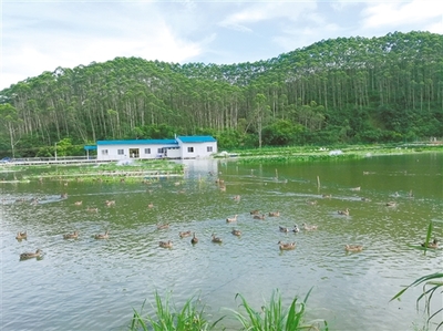 江门:探寻农村水污染生态治理的成功模式