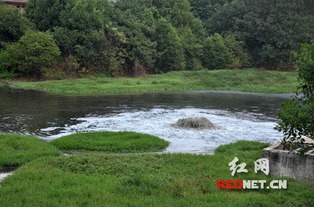一养猪场污水超标排放 人大点名要求整改